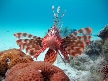 Red lionfish (Pterois miles) in the Red Seaの写真素材