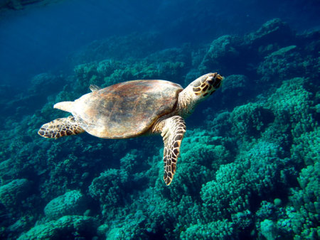 Hawksbill sea turtle (CR species) Hawksbill Turtle - Eretmochelys imbricata.