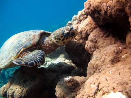 Hawksbill sea turtle (CR species) Hawksbill Turtle - Eretmochelys imbricata.の写真素材