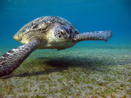 Big Green turtle, Green turtles are the largest of all sea turtles. A typical adult is 3 to 4 feet long and weighs between 300 and 350 pounds.の写真素材