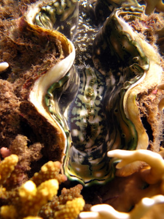 Close up of a giant clam (Tridacna maxima)の写真素材