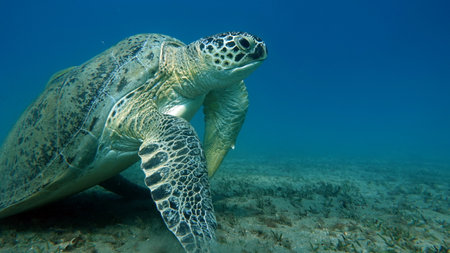 Hawaiian Green Sea Turtle (Chelonia mydas)の写真素材