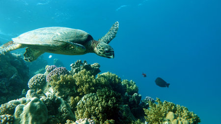 Hawksbill sea turtle (CR species) Hawksbill Turtle - Eretmochelys imbricata.