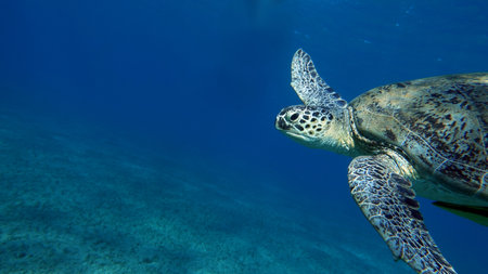 Big Green turtle, Green turtles are the largest of all sea turtles. A typical adult is 3 to 4 feet...