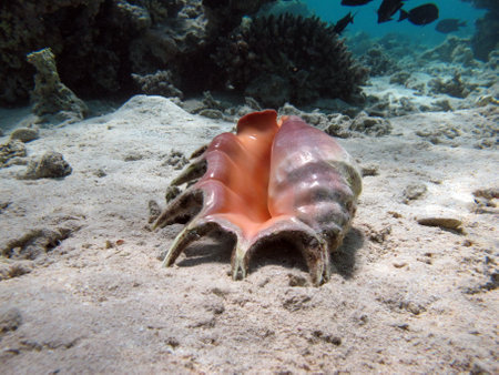 seashell on the seabed in the Caribbean seaの写真素材