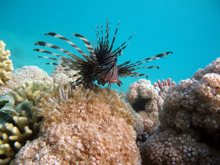 Lionfish (Pterois volitans) in the Red Seaの写真素材