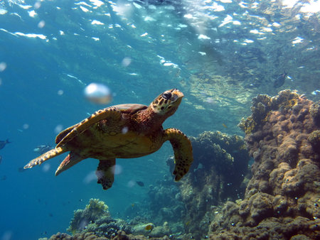 Hawksbill sea turtle (CR species) Hawksbill Turtle - Eretmochelys imbricata.