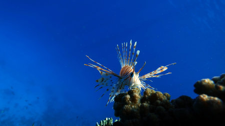 Lionfish (Pterois volitans) in Red Seaの写真素材