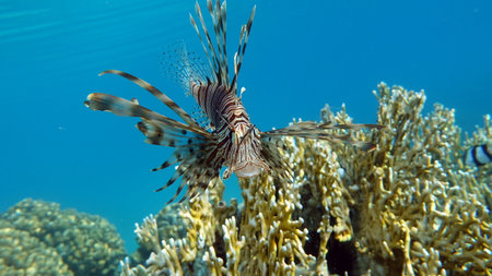 Lionfish (Pterois volitans) in the Red Seaの写真素材
