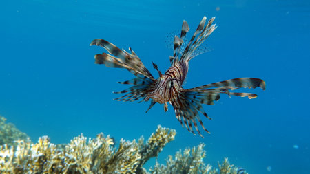 Lionfish (Pterois volitans) in the Red Seaの写真素材