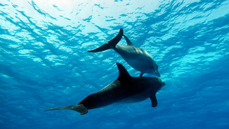 Dolphins swimming in the blue waters of the Indian Ocean. Maldivesの写真素材