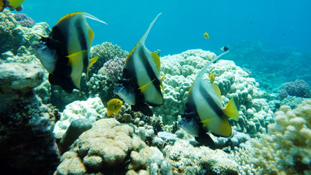 Tropical fish in the Red Sea. Egypt. Sharm El Sheikh
