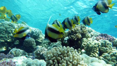 Underwater view of tropical coral reef with fishes and corals.