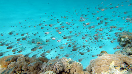 Underwater view of a group of fish swimming in the Red Sea