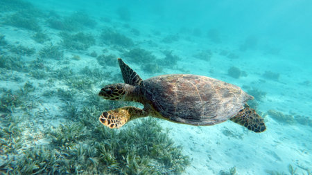 Hawksbill sea turtle (CR species) Hawksbill Turtle - Eretmochelys imbricata.