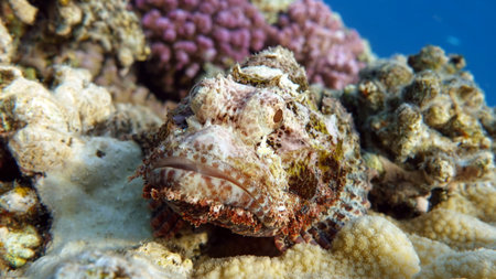 Scorpionfish on the coral reef in the Red Sea.の写真素材