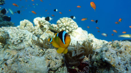 Clown anemonefish (Amphiprion percnopterus)の写真素材