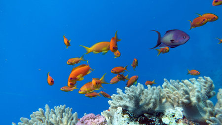 Colorful tropical fish on a coral reef, amazingly beautiful fairy world. In the coral gardens of the...