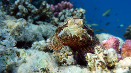 Scorpionfish on coral reef in the Red Sea, Egyptの写真素材