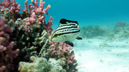 Colorful tropical fish on a coral reef, amazingly beautiful fairy world. In the coral gardens of the...