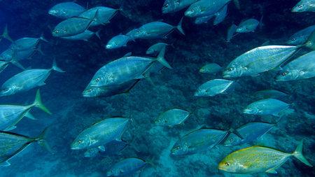 A large group of fish swimming in the Red Sea. Egypt.