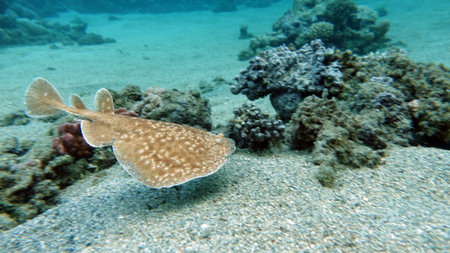 Manta ray in the Red Sea, Egypt, Sharm El Sheikhの写真素材