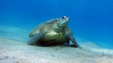 Big Green turtle, Green turtles are the largest of all sea turtles. A typical adult is 3 to 4 feet...