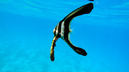 Underwater view of a tropical fish in the Red Sea, Egyptの写真素材