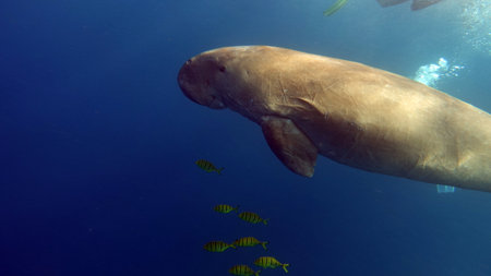 Dugong (dugong dugon) or seacow in the Red Sea.の写真素材