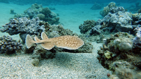 Bluespotted stingray in the Red Sea. Egypt.