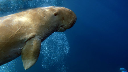 Dugong (dugong dugon) or seacow in the Red Sea.の写真素材