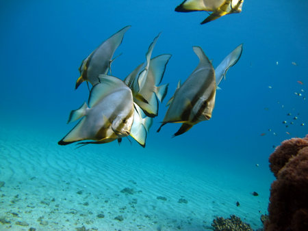Tropical fish in the Red Sea. Egypt. Sharm El Sheikhの写真素材