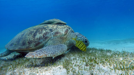 Big Green turtle, Green turtles are the largest of all sea turtles. A typical adult is 3 to 4 feet...