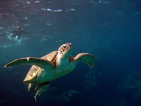 Hawaiian Green Sea Turtle (Chelonia mydas)の写真素材
