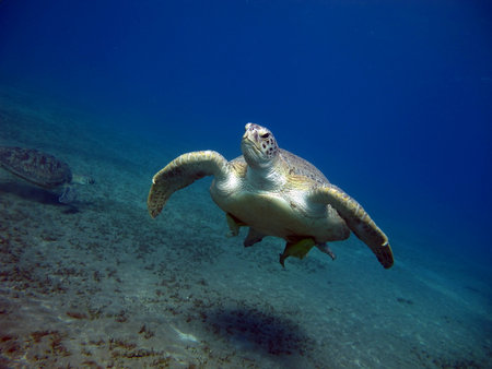 Big Green turtle, Green turtles are the largest of all sea turtles. A typical adult is 3 to 4 feet...