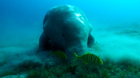 Dugong (dugong dugon) or seacow in the Red Sea.の写真素材