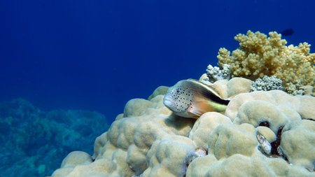 Underwater view of a tropical coral reef in the Red Sea.の写真素材
