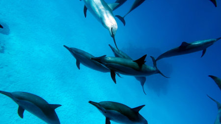 Dolphins. Spinner dolphin. Stenella longirostris is a small dolphin that lives in tropical coastal...