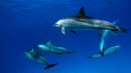 Dolphins. Spinner dolphin. Stenella longirostris is a small dolphin that lives in tropical coastal...