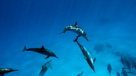 Dolphins. Spinner dolphin. Stenella longirostris is a small dolphin that lives in tropical coastal...