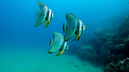 Tropical fish on the coral reef in the Red Sea.の写真素材