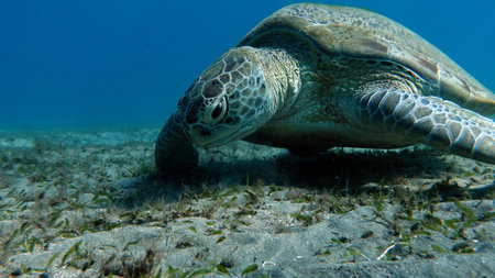 Big Green turtle, Green turtles are the largest of all sea turtles. A typical adult is 3 to 4 feet...