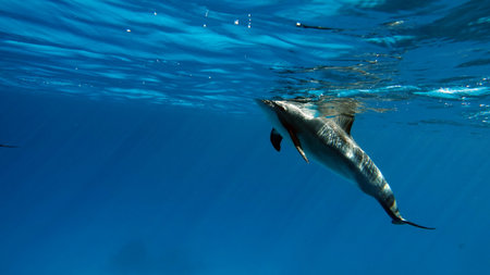 Dolphin swimming in the blue sea, closeup of photo.の写真素材