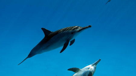 Dolphins swimming in the blue water of the ocean. Dolphins in the ocean