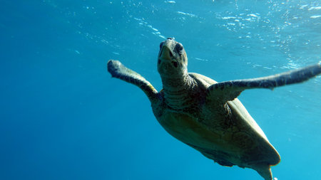Hawksbill sea turtle (CR species) Hawksbill Turtle - Eretmochelys imbricata.