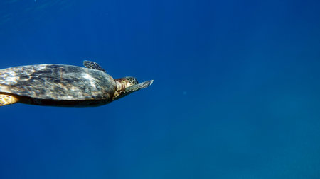 Hawksbill sea turtle (CR species) - Eretmochelys imbricata.の写真素材