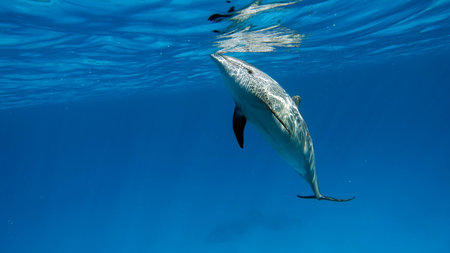 Dolphin swimming in the blue water
