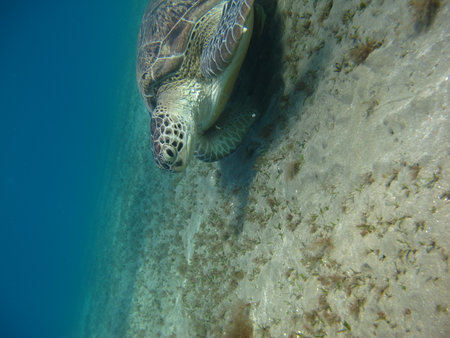 Hawaiian Green Sea Turtle (Chelonia mydas)の写真素材