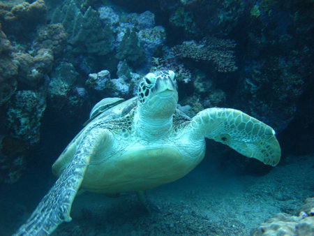 Big Green turtle, Green turtles are the largest of all sea turtles. A typical adult is 3 to 4 feet...