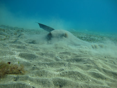 Stingray in the sea